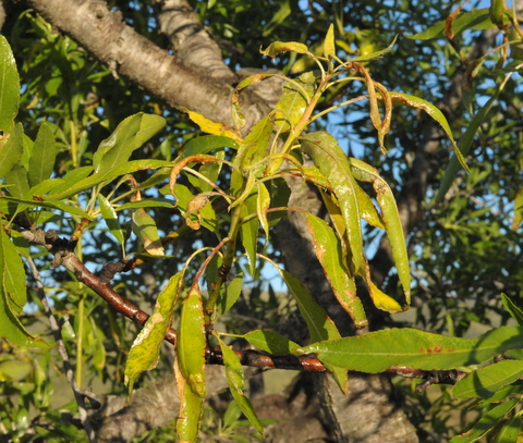 Aphids, a spring plague here in southern spain, how to recognise and treat.